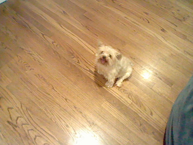 A picture of my tiny white dog named Miley with its mouth open
